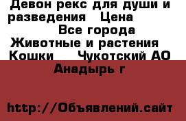 Девон рекс для души и разведения › Цена ­ 20 000 - Все города Животные и растения » Кошки   . Чукотский АО,Анадырь г.